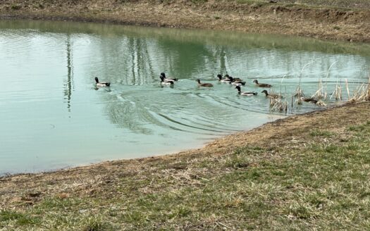 REAL ESTATE & PERSONAL PROPERTY AUCTION SAT., APRIL 25 @ 10:00AM – COUNTRY HOME ON 19.95 ACRES, 16, ACRES, 30.26 ACRES, & OUTSTANDING PERSONAL PROPERTY AUCTION