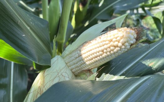 47.81 ACRES – HIGHLY PRODUCTIVE FARMLAND AUCTION – THURS., SEPT. 17, 2026 @ 6PM – CLAY COUNTY, IL *SOLD SOLD SOLD*