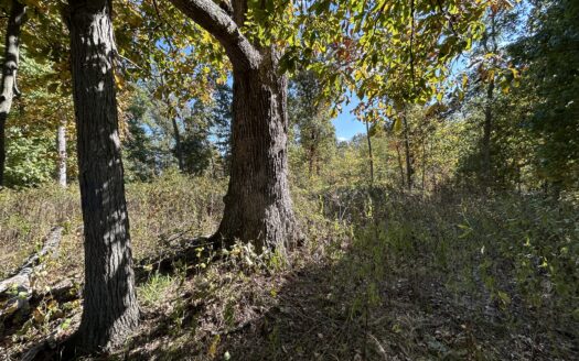 Clay County – 10 Acres Secluded Wooded Hunting Tract *NEW LISTING*
